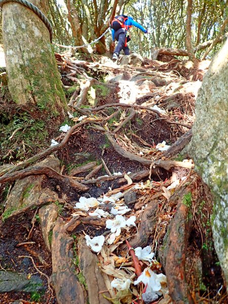 橫嶺山連走鳶嘴山2019/4/30575782