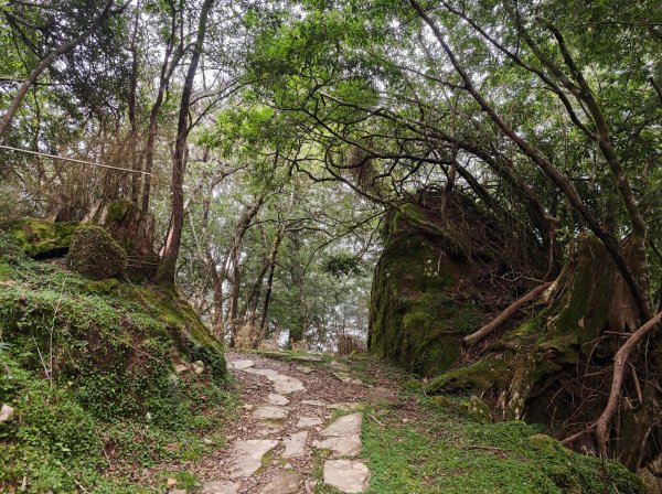 [山海圳_聖山之路_第二段1/4] 2026_0802 鹿林山3109117