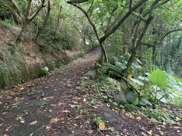 橫山步道（小百岳）2244604