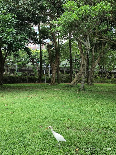 大安森林公園、大港墘公園【走路趣尋寶】【臺北健走趣】2584911