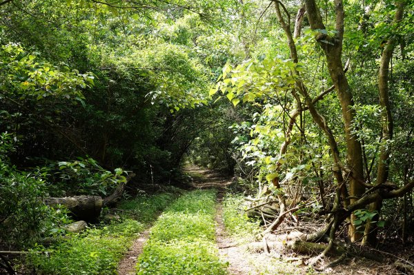 苗栗 三義 枕頭山、南片山2801754