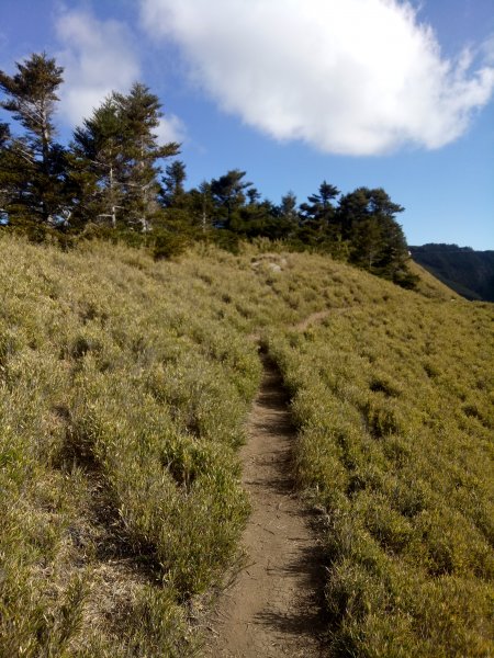 合歡山主峰合歡山南峰賞玉山杜鵑1858531