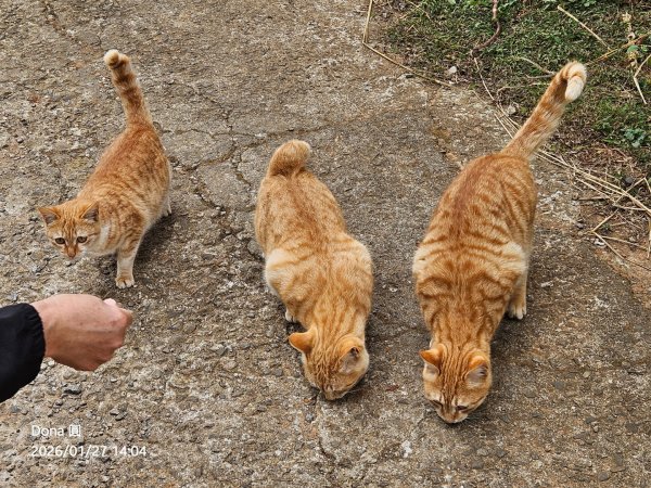 20260127三通嶺山.三義山(大桁茂山).慈濟山.大坪山大O走2989990