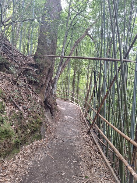 司馬庫斯神木步道順遊司立富瀑布11508023116737
