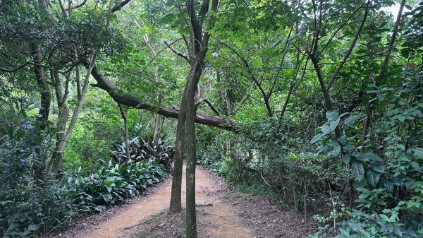 大棟山系第一段、第二段一起走2857252