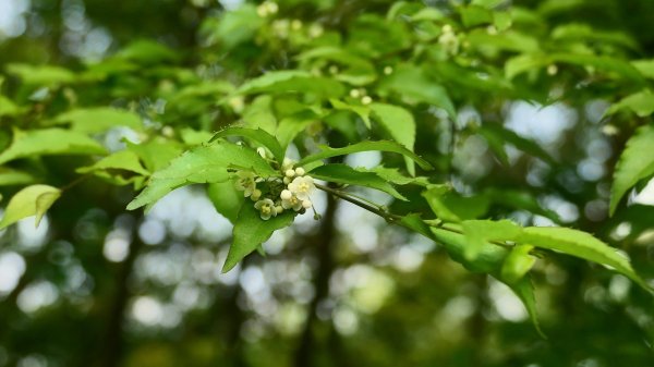 哈哼花（抱壁蟑螂）3034055