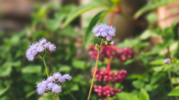 【蛇年走春】高雄桃源 • 世外桃源2700226