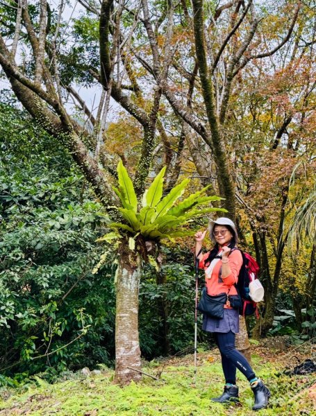 登峰古圳訪高頂山 北五指山 出荷蘭古道 快閃聖人瀑布2982315