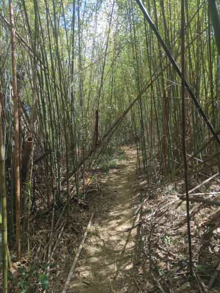 2025.10.18－微笑山線：【天上山系】望月亭桐花段2919566