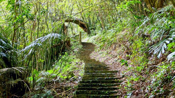 平菁街櫻花2697255