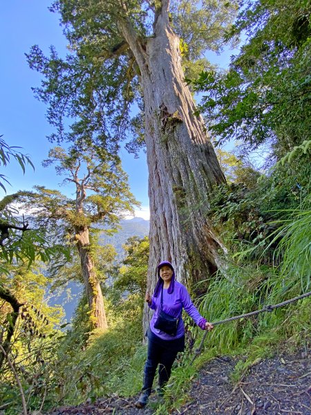鳶嘴稍來神木、稍來山O型走20209151102481