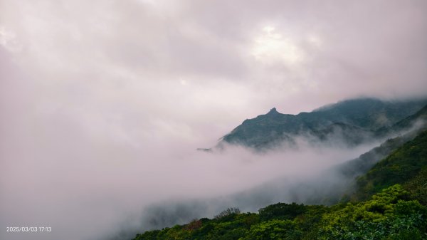 #樹梅坪 #琉璃光 出景首拍 3/32726275