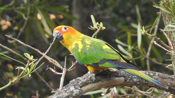 中正紀念堂-花鳥&大屯山雲海（山嵐）2/12703302