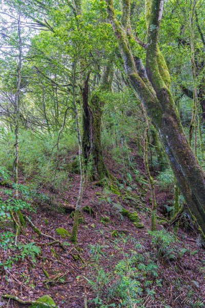 [百岳]中橫特辣白姑大山2625461