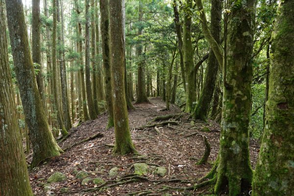 新竹 五峰 油羅山、霞山2798249