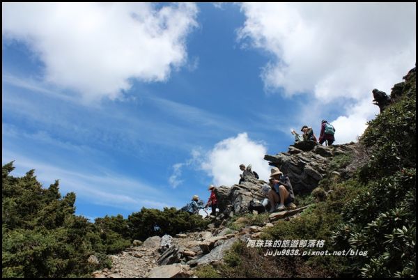 合歡東峰賞玉山杜鵑341046