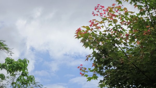 土白公路版1662775