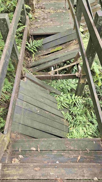 20250503藍鵲峰-平溪子山-畝畝山-青林山2777589