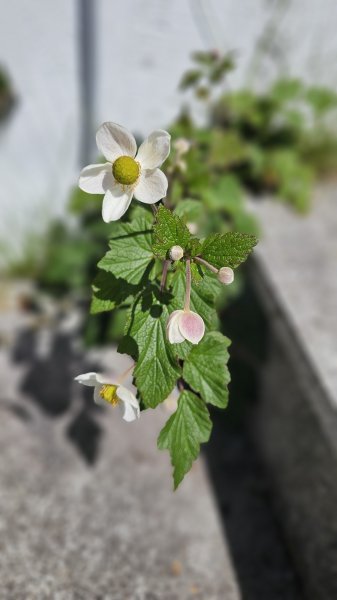【被遺忘的南橫仙境】中之關、天池步道O繞10K2798190