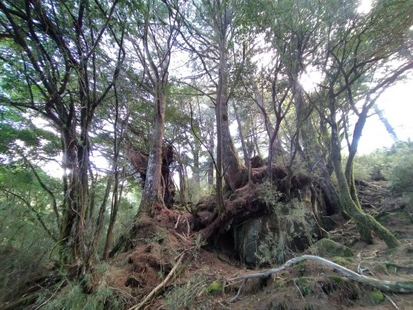 嘉義 阿里山 鹿林山、鹿林前山、真鹿林山、石水山1487579