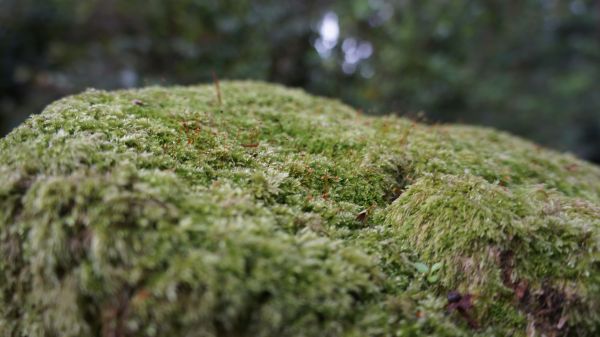 鵝公髻山之花400582