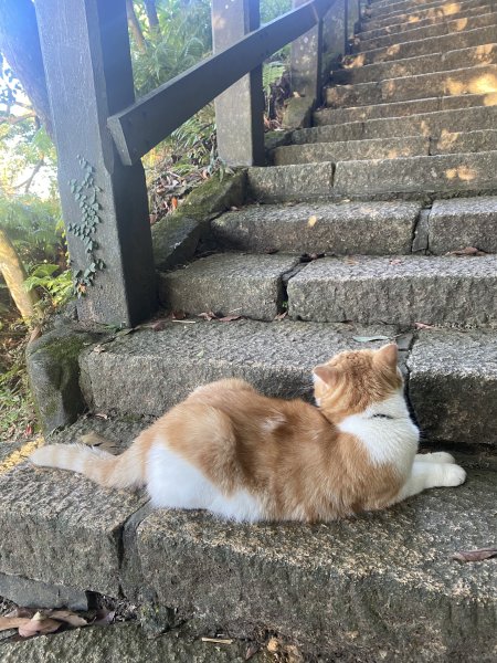 【四獸山 Short】虎豹象先行！獅山封閉中，等新步道開箱再相見2888863