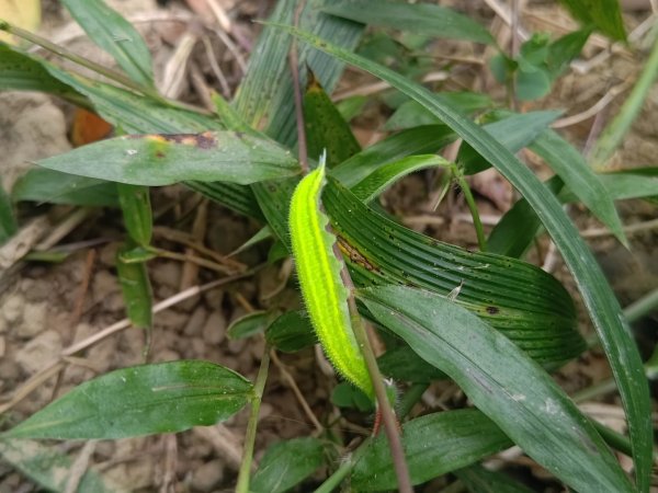 盆貿里山三盆連走2749568