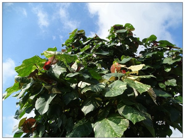 夏日/黃槿的花開1417603