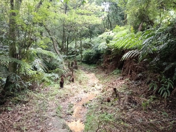 內湖區大丘田保甲路+開眼山+白石湖山+白石湖山東峰+大邱田山+消防山O型2858918