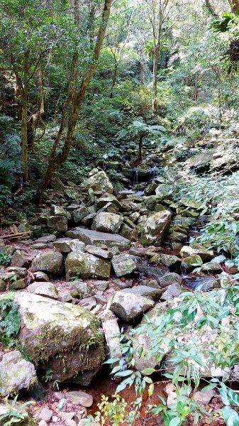 111/03/12東滿步道(東眼山進、滿月圓出)1643941