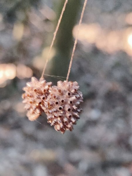 龍洞灣岬步道-蚊子坑山-北勢坑古道2981944