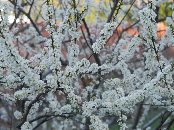 虎山巖步道—滿山李花白1268700