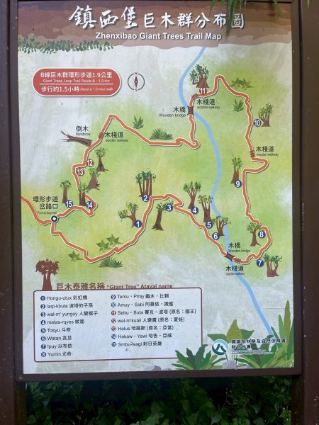 新竹 尖石 鎮西堡巨木群步道A線巨木群 毒龍潭2884735