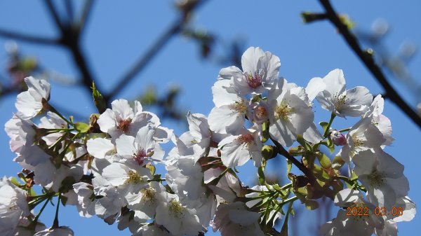 春暖花開，鳥語花香1633866