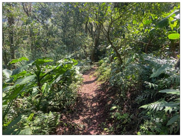 草嶺山、白石山、頭寮山 六連峰 O型路線2798539