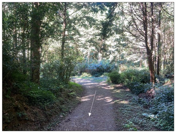 嶺頭山、金柑樹山、忘憂森林 O型一圈2944656