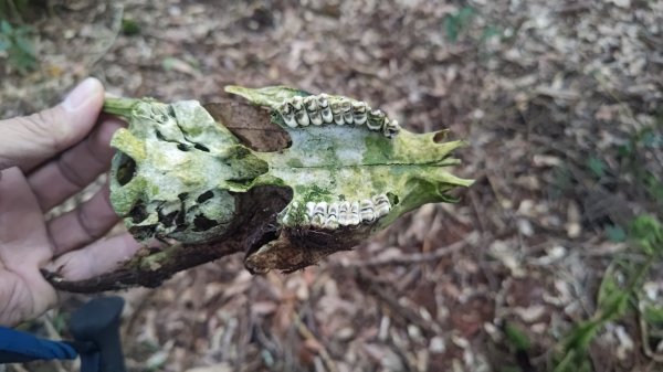 嘉義縣最遙遠的南霞山2698989