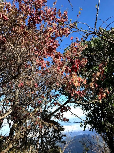 加里山大坪登山口201911241965160