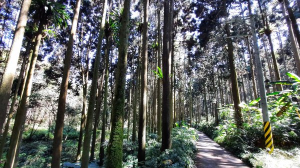 《南投》竹林台灣杉｜溪頭山竹崙山志騰山O繞202302182035892
