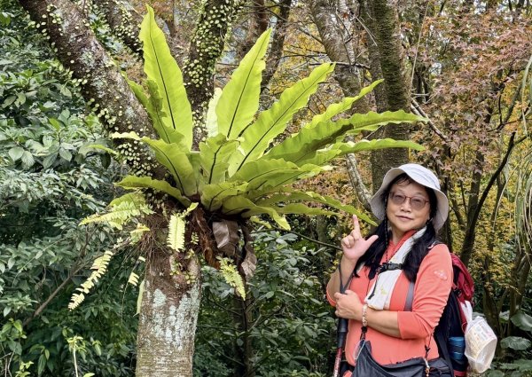 登峰古圳訪高頂山 北五指山 出荷蘭古道 快閃聖人瀑布2982314