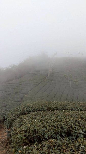 雲嘉五連峰 (大尖山、二尖山、馬鞍山、梨子腳山、太平山)2991037