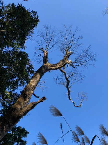 馬那邦山的山嵐楓紅511596