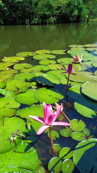 20250914＿五坑山2884111