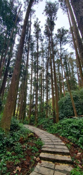 2025-01-18頂湖步道2694212