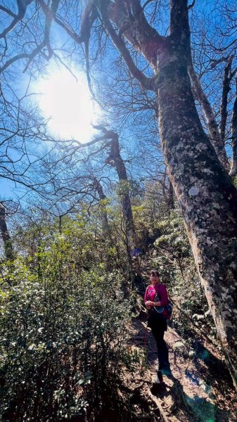 🌈3/15（日）北得拉曼神木+內鳥嘴山✨FB：熊熊趴爬走🌈3016826