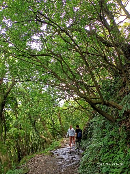 絹絲瀑布步道→冷擎步道→雞心崙→菁山吊橋→牛奶湖→冷水坑【走遍陽明山】2133261