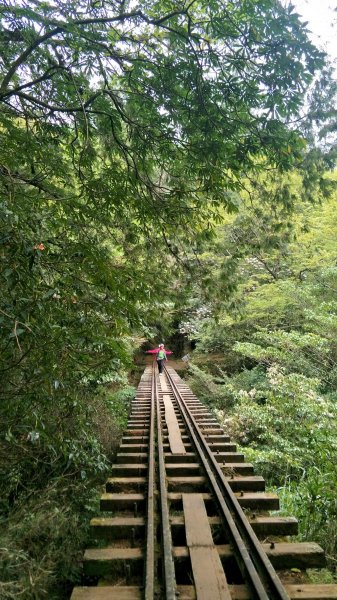 走一段震撼的森林秘境~失落的眠月線鐵道752935