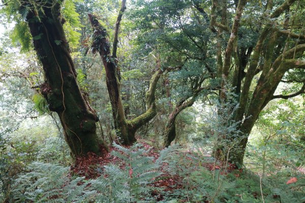 觀霧 檜山巨木群步道1090225