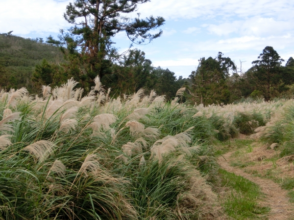 大屯山西峰．南峰．大屯坪94796