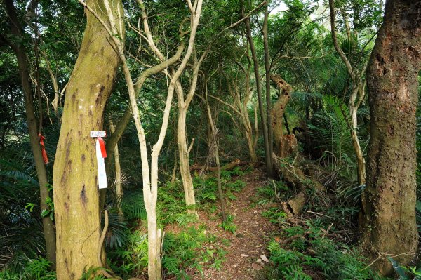 新竹 竹東三山 - 員崠子山、樹杞林山、新具庄山2528292